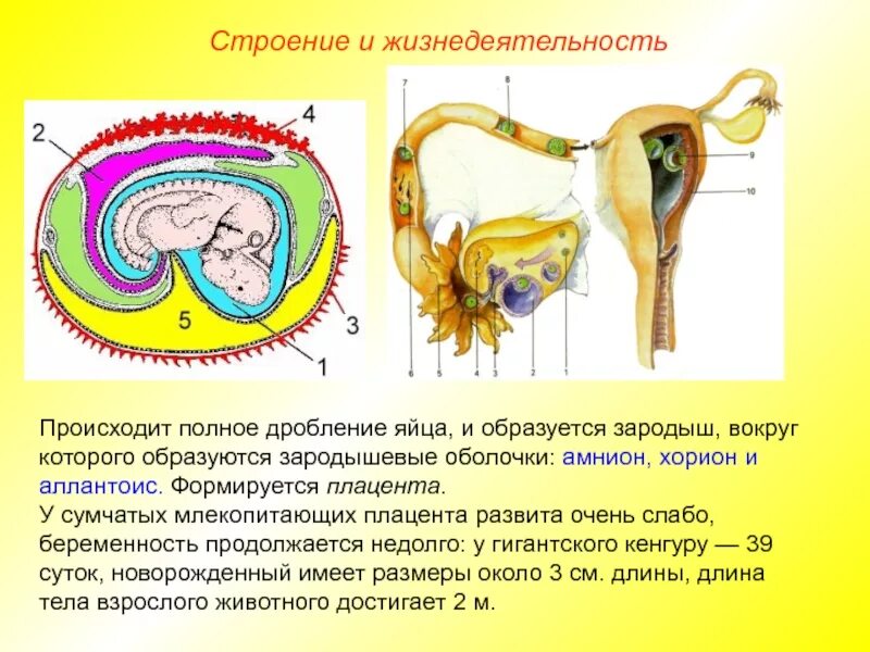 Зародышевые оболочки амнион и хорион. Аллантоис зародышевые оболочки. Зародышевые оболочки плацентарных. Что такое плацента у плацентарных млекопитающих.