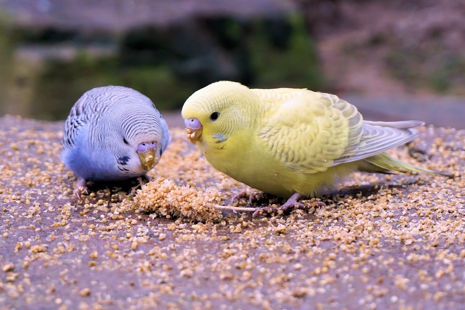 Попугаи волнистые попугайчики. Волнистый попугай Budgie. Желтолицый волнистый попугай. Волнистый попугайчик голубой.