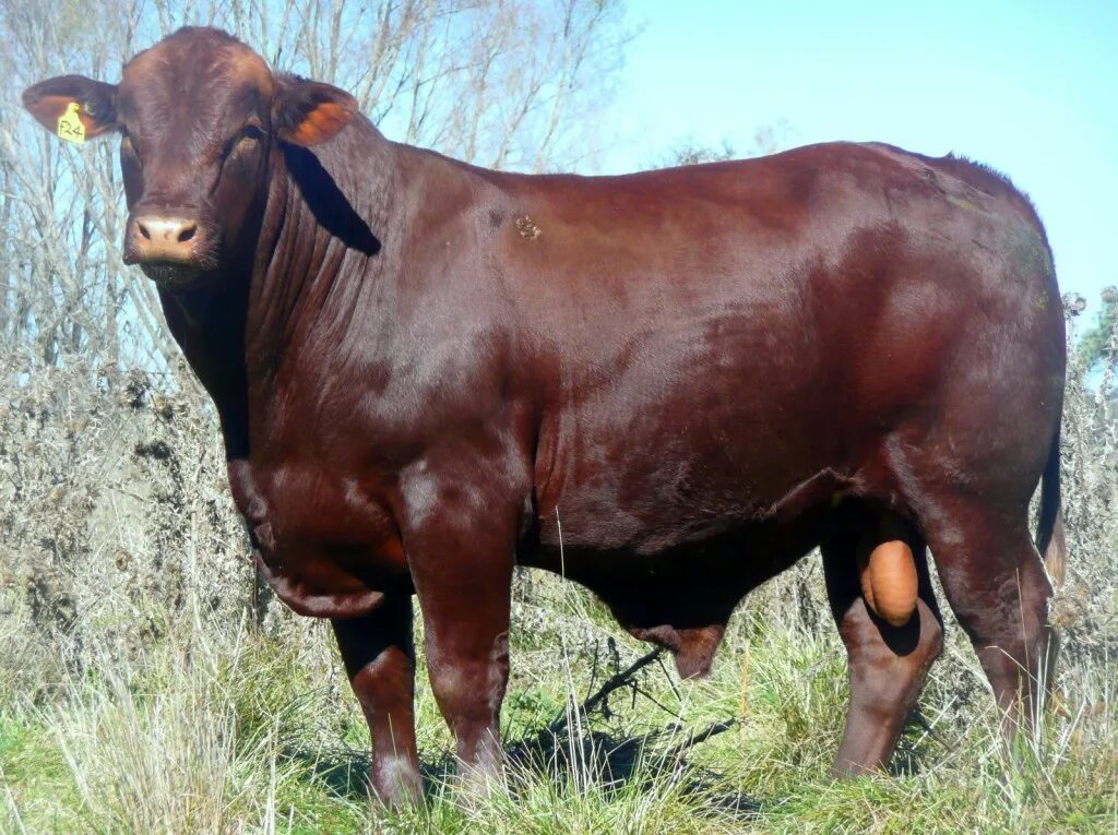 Порода красных быков