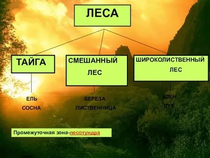 Типы лесов окружающий мир 4 класс
