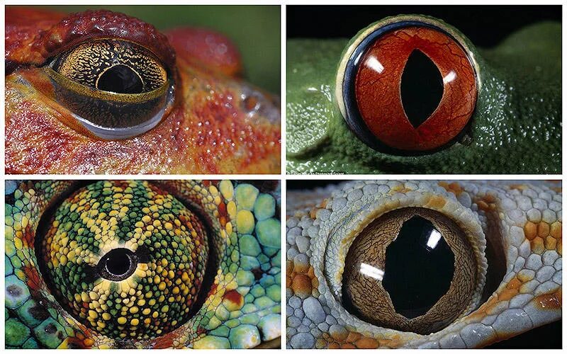 Разнообразие глаз. Мигательная перепонка у рептилий. Мигательная перепонка у лягушки. Глаза амфибий мигательная перепонка. Строение глаза пресмыкающихся.