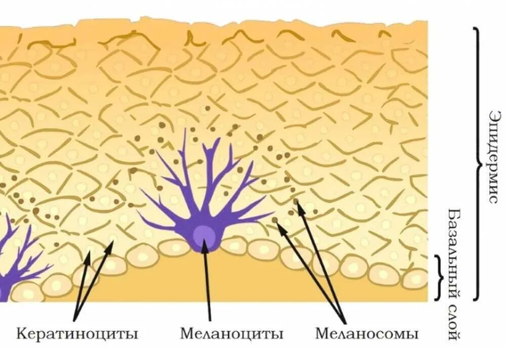 Пигмент кожи меланин находится. Меланоциты располагаются в слое кожи. Клетки меланоциты эпидермиса кожи. Строение эпидермиса меланоциты.