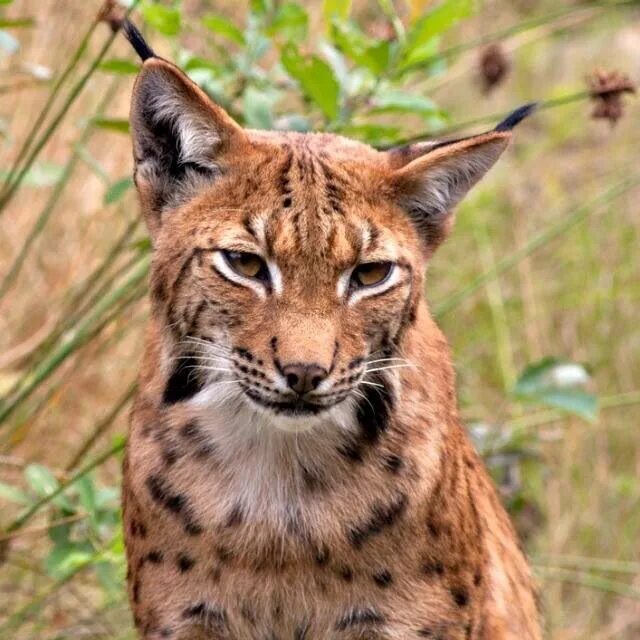 Прерывистая рысь. Northern lynx. Рысь на дороге. Восточно-сибирская рысь след. Прерывистая рысь.