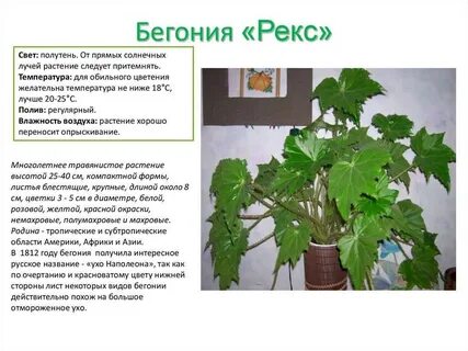 Бегония характеристика
