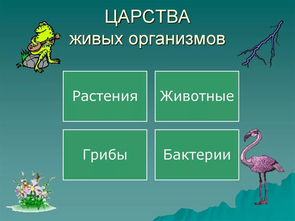 Представители царств живых организмов. Царсиваживых организмов. Царства живыхогранизмов. 4 Царства живых организмов. Царством живых организмов являются.