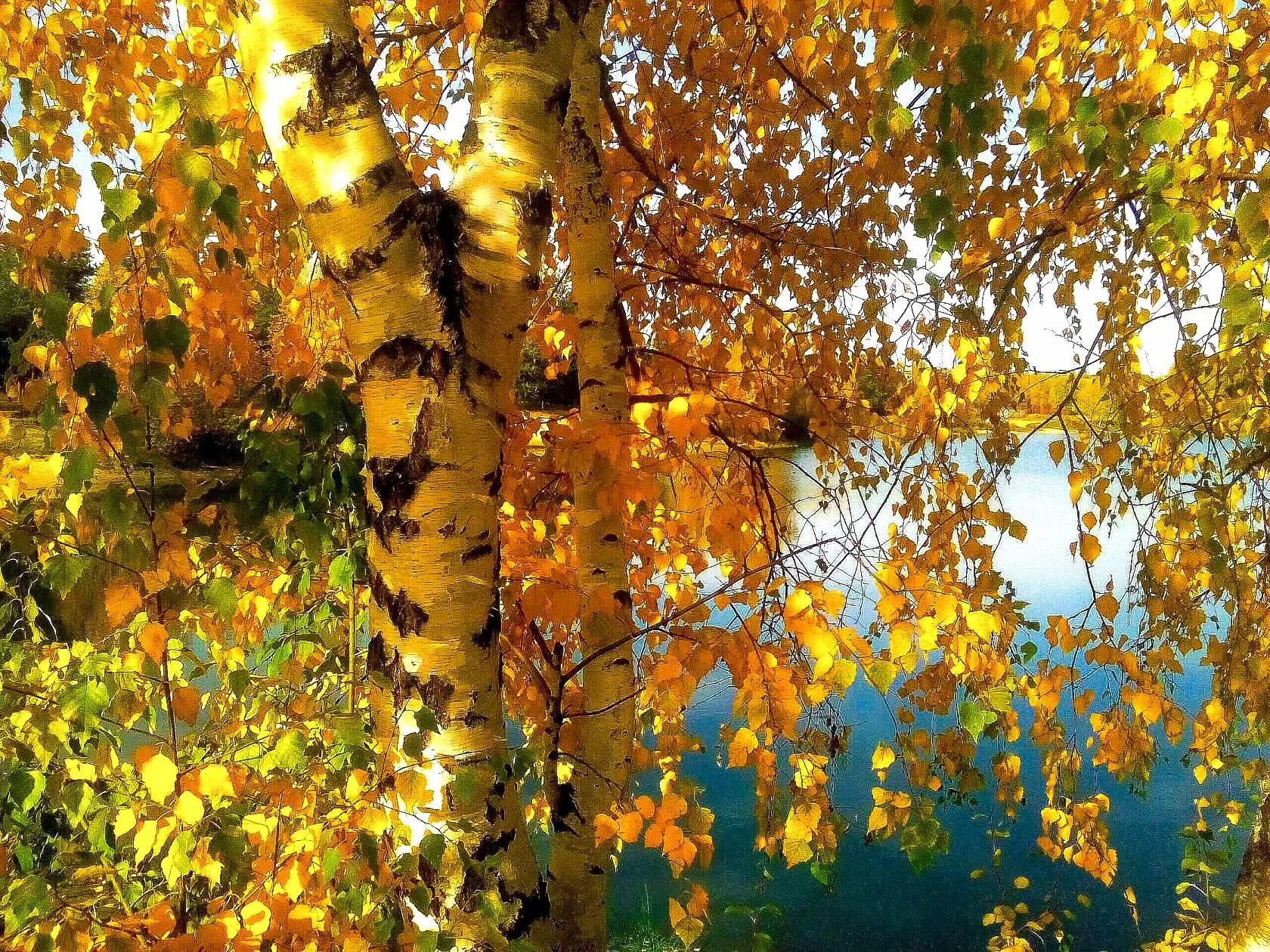 Осень березы. Листопад березы. Золотая береза. Левитан осиновый лес. Осенняя береза.