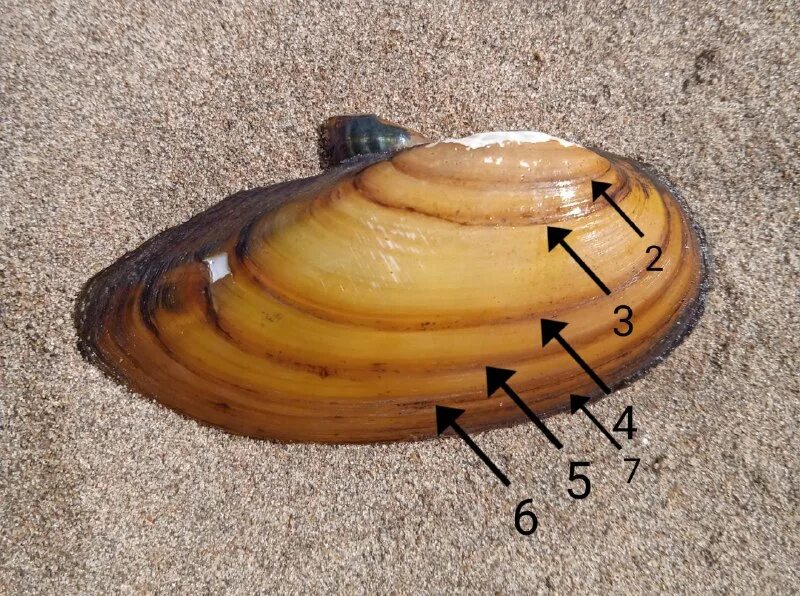 перловица строение раковины двустворчатых. прочность раковины перловицы. толстая перловица. прочность раковины перловицы. прочность раковины перловицы.