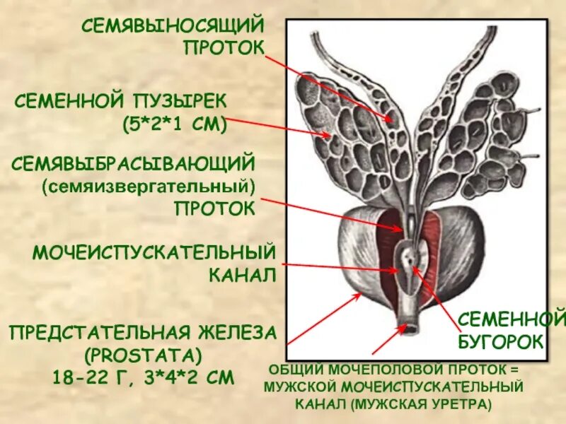 Какую функцию выполняет предстательная железа. Семенные пузырьки анатомия строение. семявыносящий проток и семенные пузырьки. мужская половая система семенные пузырьки. предстательная железа анатомия семявыносящий проток.