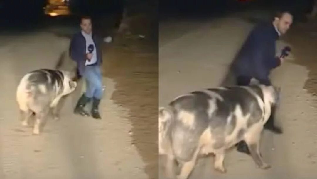 Кабан нападает на человека. Свинья напала. Свинья напала на человека. Свинья напала на репортера. Свинья напала.