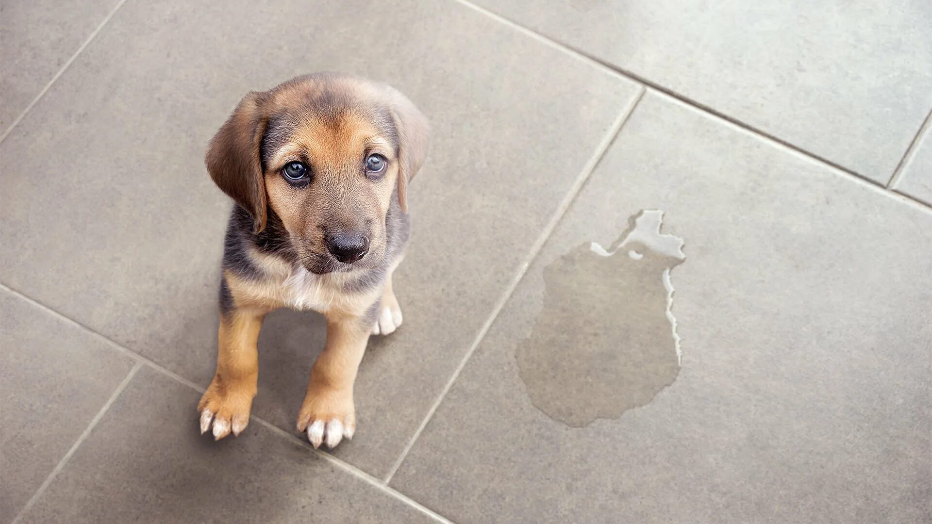 Собаку вырвало водой. Коричневая рвота у собаки. Собаку вырвало водой. Собаку вырвало водой. Рвота у собаки белой пеной.