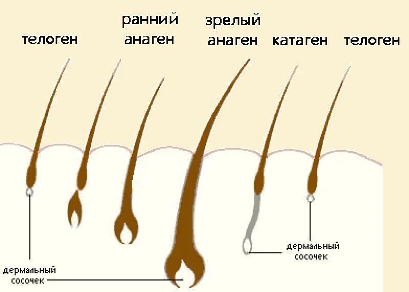 Анаген катаген телоген. Фазы анаген телоген катаген. Фаза анагена волос. Для роста волос.