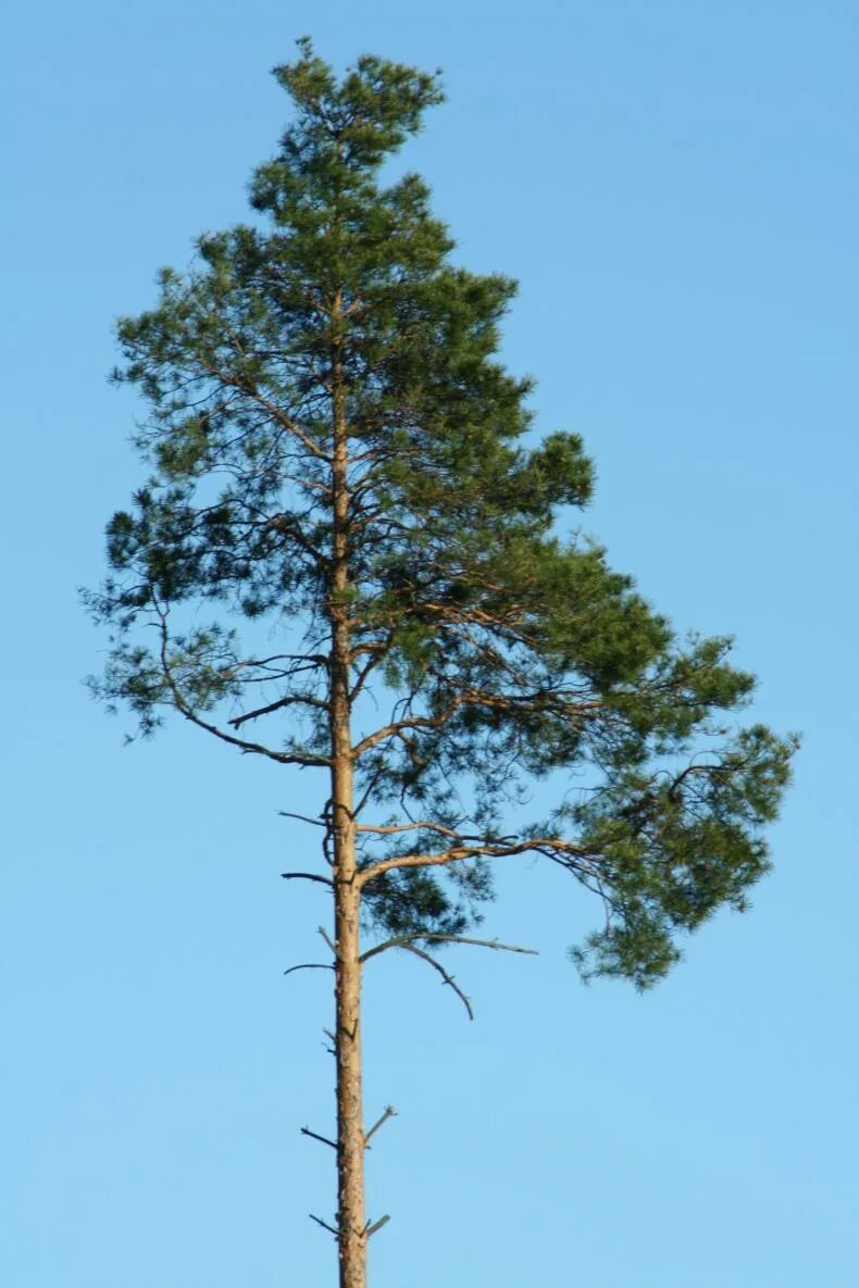 Хвойные кроны. Сосна обыкновенная. Pinus Sylvestris. Pinus Sylvestris Tree. Pinus Sylvestris хвоя.