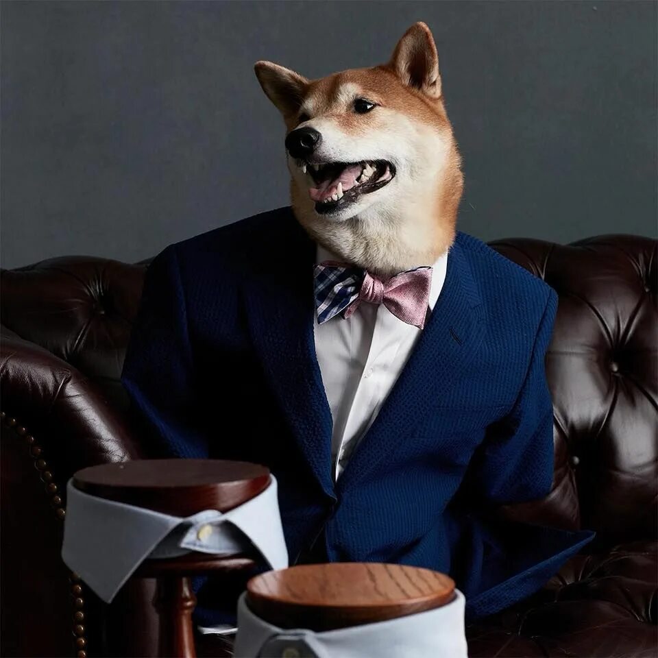 Элегантные собаки. Мексиканская левретка. Веймаранер. Элегантные собаки. Труссарди левретка.