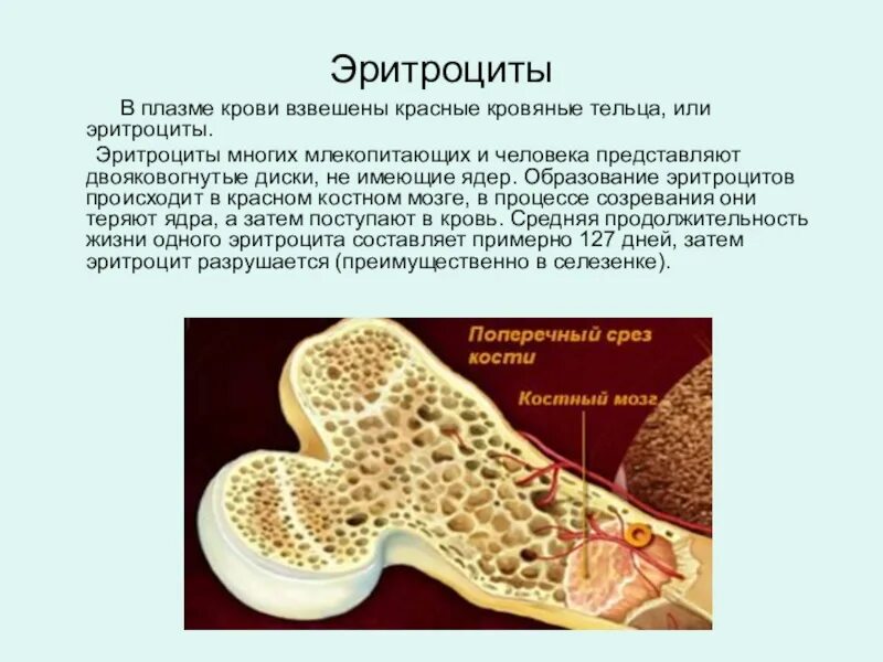 Красный костный мозг эритроциты. Эритроциты в костном мозге. Образование эритроцитов в костном мозге. Красный костный мозг образование клеток. Клетки крови образующийся в костном мозге