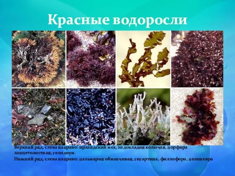 Красные водоросли биология 7. Красные водоросли 6 класс биология. Хондрус водоросль. Моховидные водоросли. Презентация на тему красные водоросли.