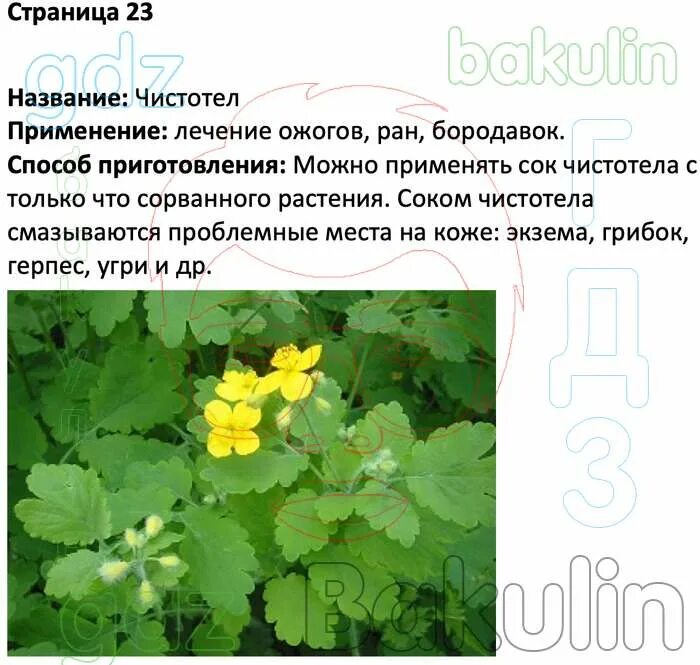 Кубановедение 2 класс страница 4. Чистотел по кубановедению 2 класс. домашние задания по кубановедению 2 класс еременко шевченко. гдз по кубановедение 2 класс ерёменко шевченко. задание по кубановедению 2 класс.