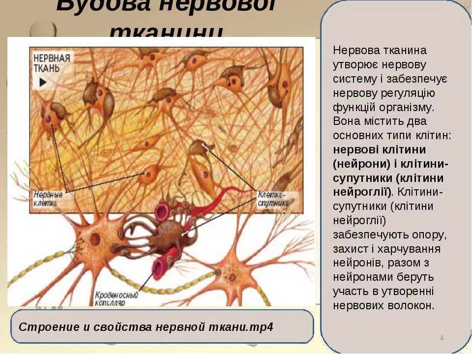 Нервная ткань состоит из ответ. Нервная ткань. Структура нервной ткани. Строение клетки нервной ткани. Нервная ткань с подписями.