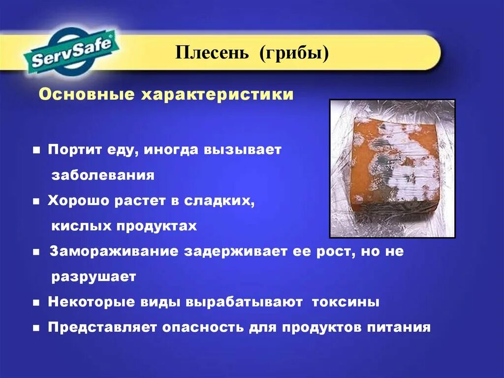 Грибы вызывающие порчу продуктов питания. Плесень характеристика. Плесневые грибы особенности. Особенности плесневых грибов. Характеристика плесневых грибов.