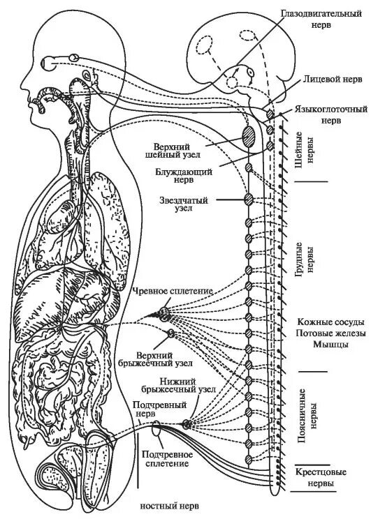 Симпатическая нервная система анатомия схема. Строение отделов ВНС схема. Центры вегетативной нервной системы анатомия. Вегетативная нервная система анатомия схема.