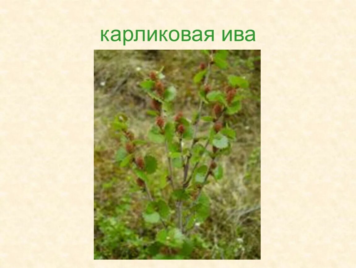 Карликовая березка в какой природной зоне. Карликовая Ива дерево. Карликовая береза, Полярная Ива, куропаточья трава. Карликовая Ива, карликовая липа. Карликовая Ива самое маленькое дерево.