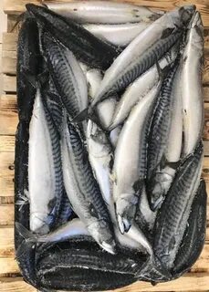 Скумбрия свежемороженая жарить