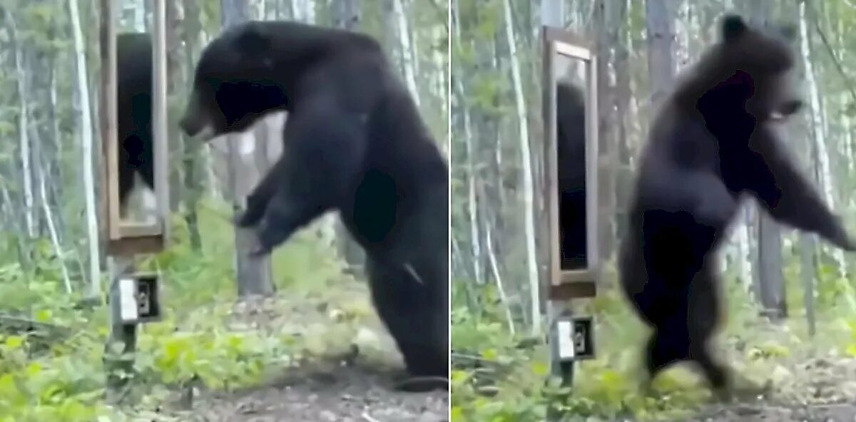 Собака вывела из леса медведей. Зеркало Медвежонок. Медведи дерутся. Медведь и зеркало в лесу. Медведь в шоке.