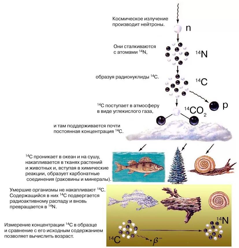 В результате какого радиоактивного распада углерод. Радиоуглеродный метод определения возраста земли. Метод углеродного датирования. Радиоуглеродный метод применяется для определения возраста. Метод радиоуглеродного анализа.