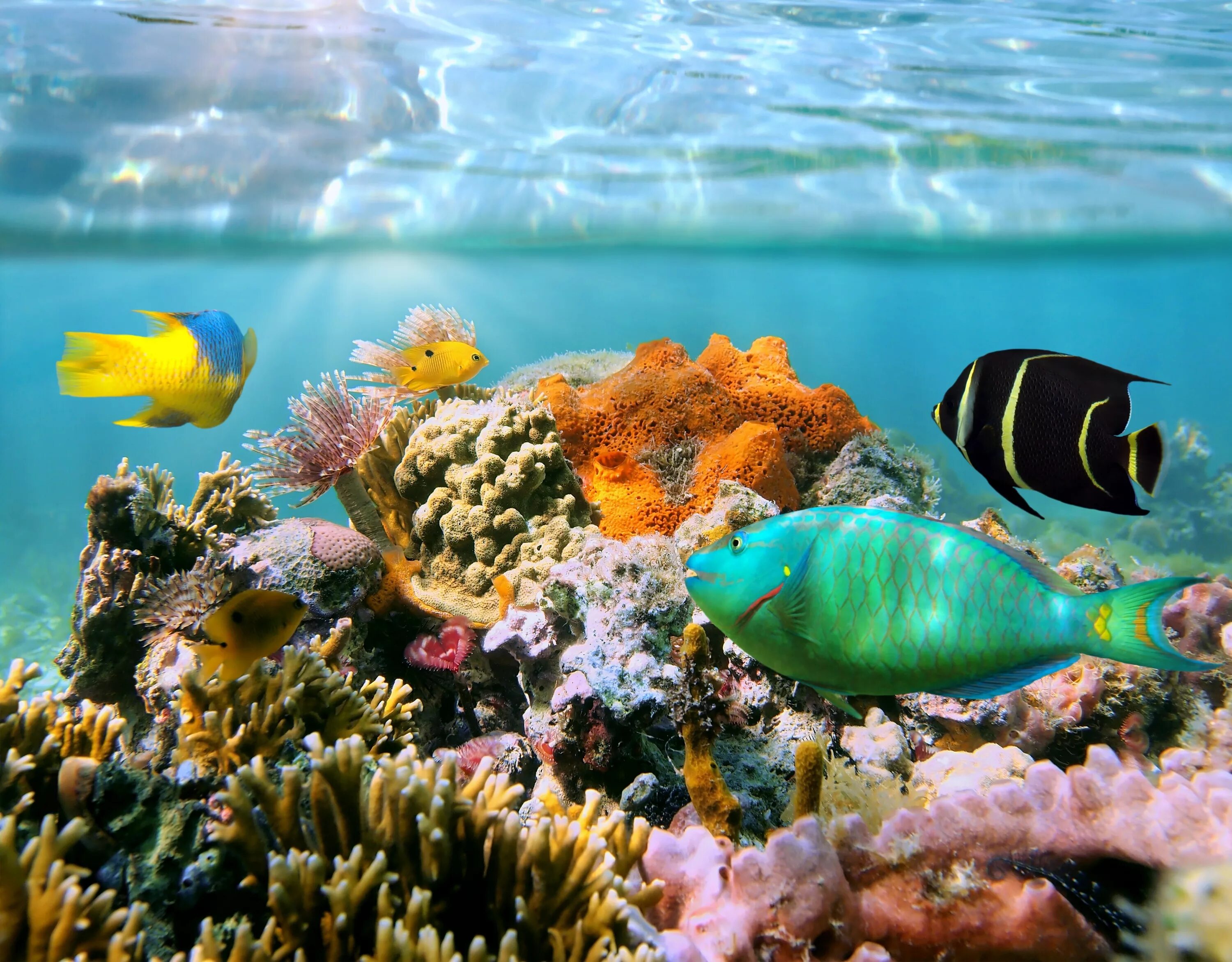 Морские рыбы в океане. Рыбы кораллового рифа. Тропические рыбки коралловый риф. Рыбки Египта коралловый риф Петушки. Рифы в океане.