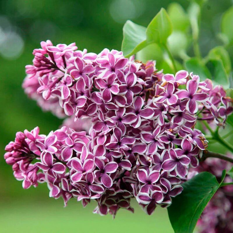 Сирень обыкновенная Индия (Syringa vulgaris India) отзывы