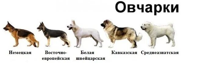 Как отличить немецкую. Европейская овчарка отличие от немецкой овчарки. Старотипная немецкая овчарка стандарт породы. Разновидности овчарок с фотографиями. Типы немецких овчарок.