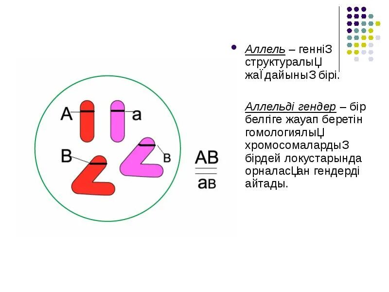 Аллельные гены. Аллельді гендердің екі түрлі болуы. Локус аллельные гены. Гаметалар. Аллельді гендердің екі түрлі болуы.