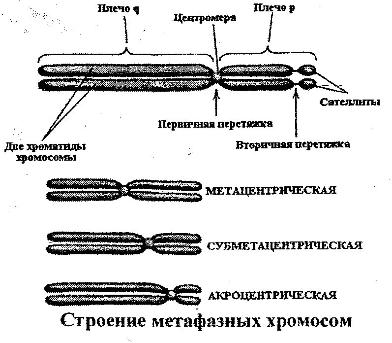 Какие типы хромосом вам известны. Схема строения метафазной хромосомы. Строение метафазной хромосомы. Строение и классификация метафазных хромосом. Особенности строения метафазных хромосом.