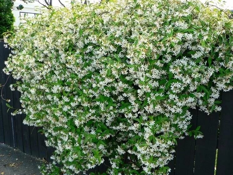 Пахнущий кустарник. Пахнущий кустарник