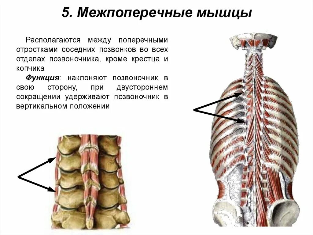 Межпоперечные мышцы спины. Мышцы позвоночника спереди. Межпоперечные мышцы спины функции. Мышцы спины глубокие и поверхностные анатомия.