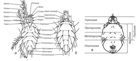 Половая система клещей