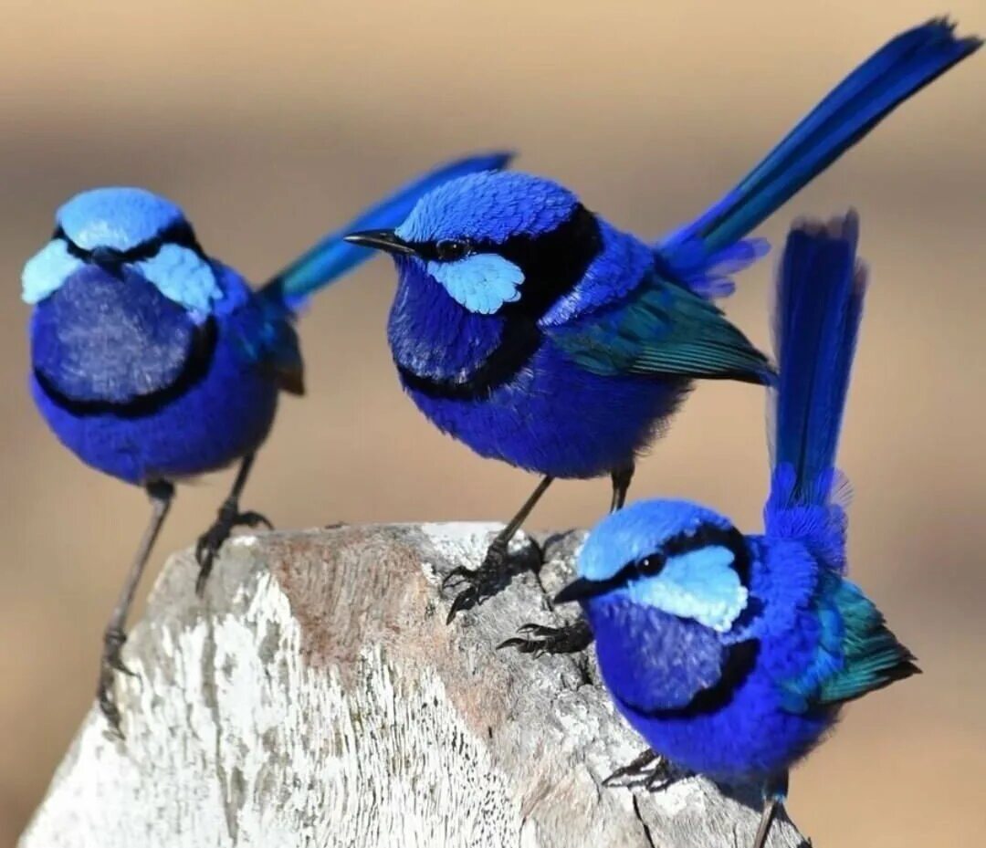 Две синие птицы. Австралийский расписной малюр. Расписной малюр птица. Блестящий расписной малюр. Синий расписной малюр.