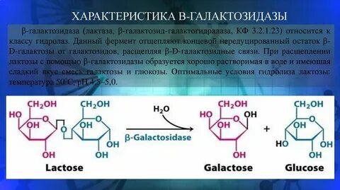 Лактаза роль в обмене веществ