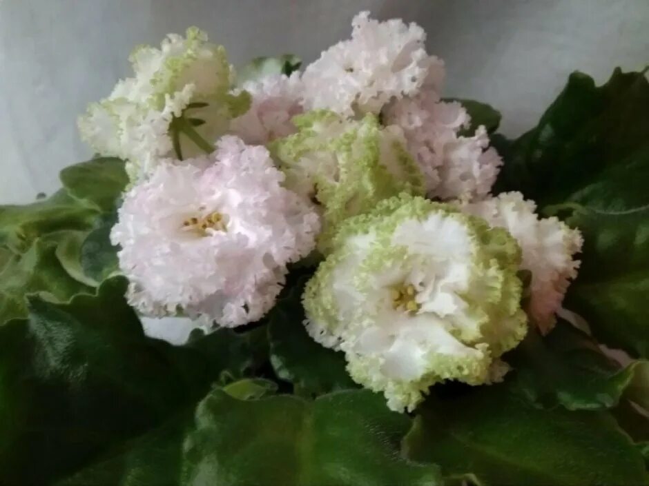 baby violets " emerald roses " , "ecstasy " , " viscount " , starter " javan mos