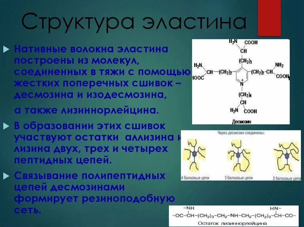 Эластин состав