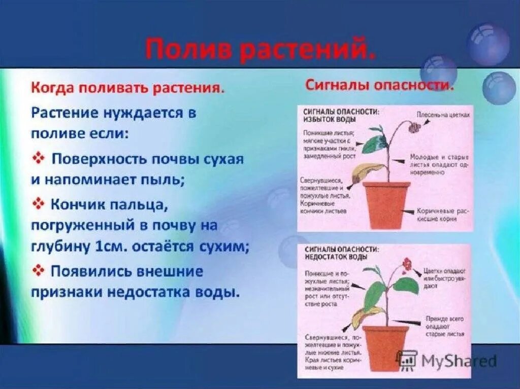 Сколько воды надо розам. Правила полива комнатных растений. Ухаживание за растениями. Правильный полив растений в горшках. Поливка комнатных растений.