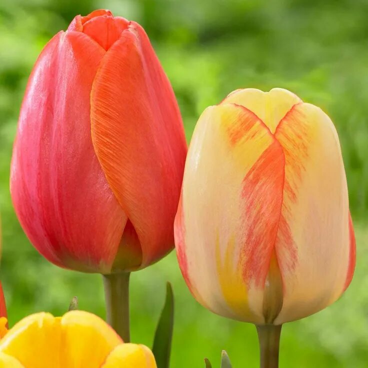 Tulip 2