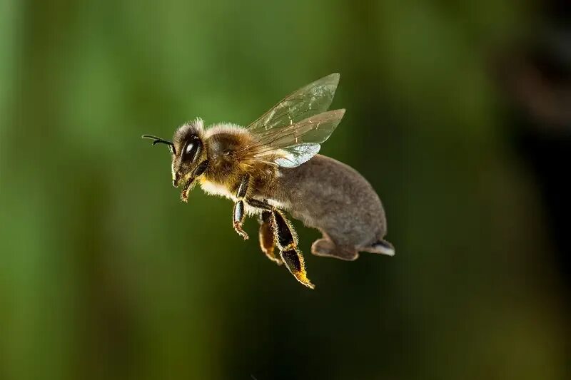 Как выглядит пчела фото В Азербайджане проектируют колоссальный "улей" Bee, Animals, Little monsters