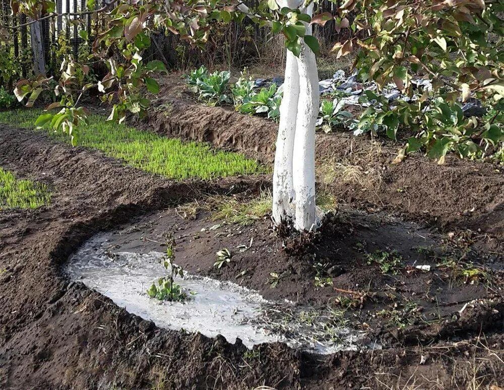 Можно ли поливать яблони. Приствольный круг яблони. Удобрение яблони в приствольный круг. Приствольный круг около яблони. Внесение удобрения в приствольный круг.