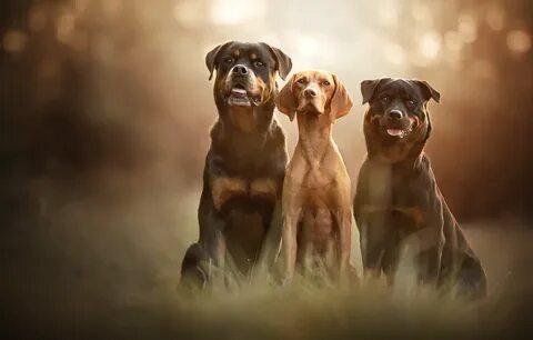 Look dog 3