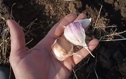 Что добавить перед посадкой чеснока