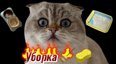 Кот лелик