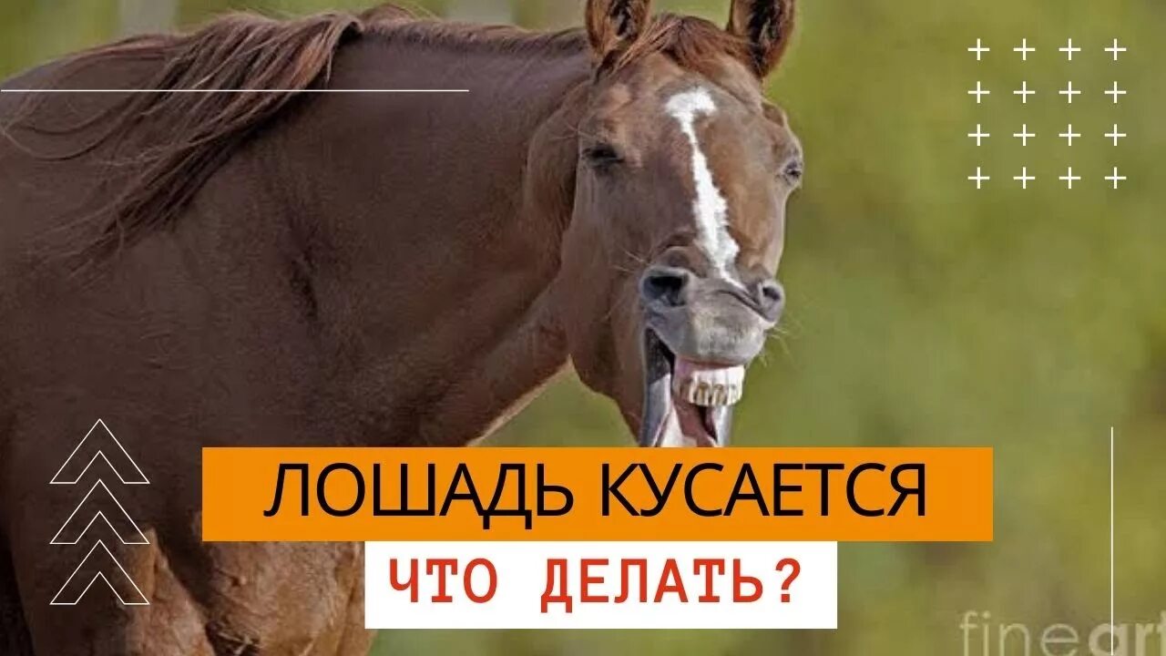 Укус лргади. Лошадь укусила за руку. Лошадь укусила за руку. Лошадь укусила за руку. Лошадь укусила за руку.