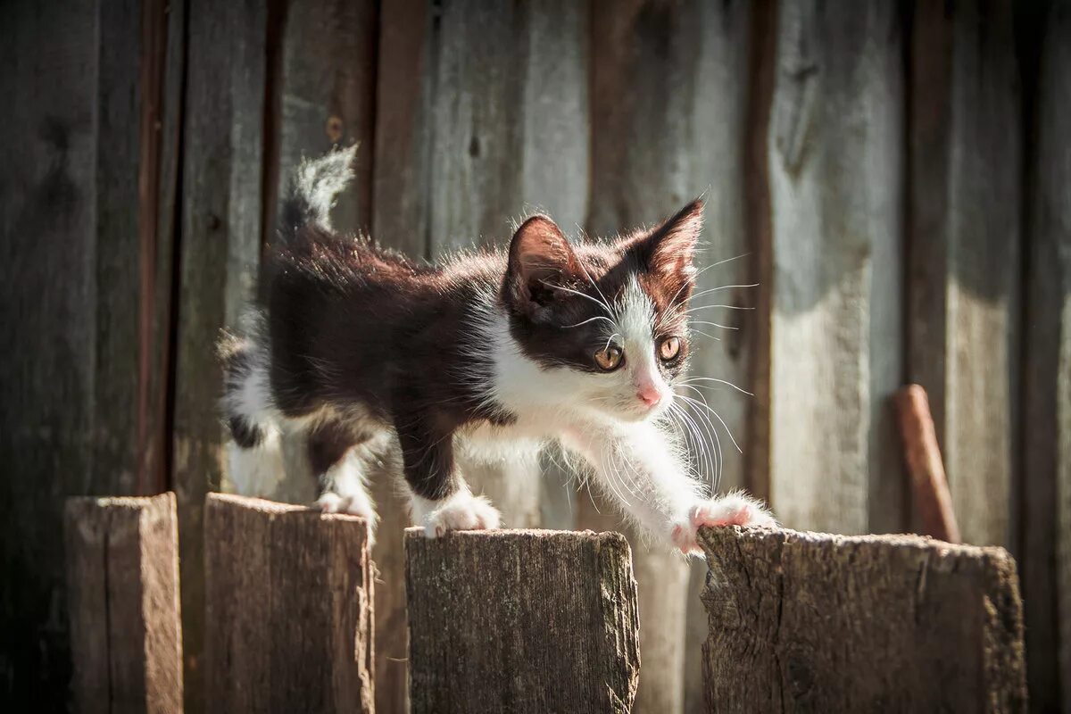 Какие бывают предложения. Кот гуляет. Летние коты. Кошка гуляет. Обои на рабочий стол кошки.