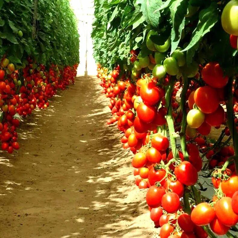 Плантация помидоров. Уборка урожая. Томатное дерево спрут. Помидорные плантации. Тепличный комбинат новосибирский томаты черри.