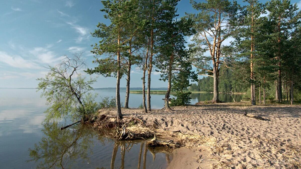 Остров хвойный. Озеро Селигер Городомля. Осташков остров Городомля. Озеро Селигер остров Городомля. Городомля остров на озере Селигер Тверская область.